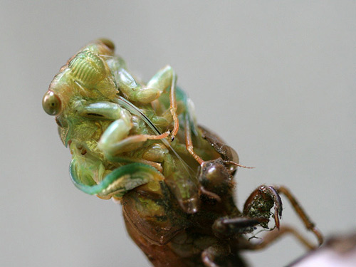 Jim Kosts Cicada photo
