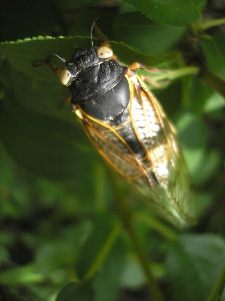 White eyed cicada