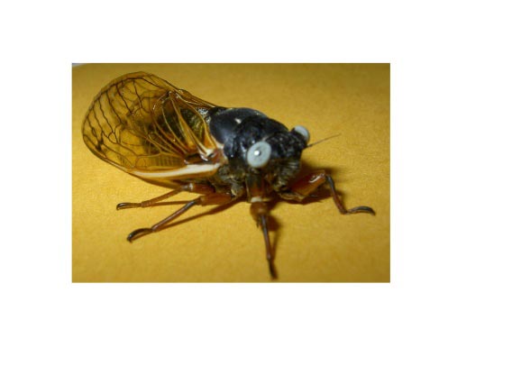 Blue Eyed Cicada