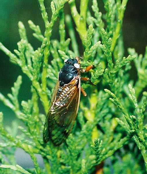 White Eyed cicada