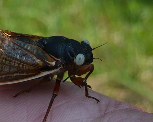 blue eyed cicada