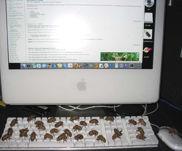 cicadas helping to write the blog