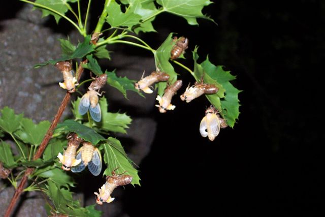emerging cicadas
