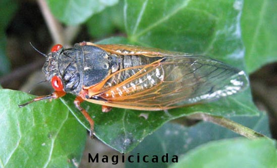 17-year cicada