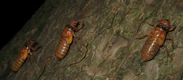 3 nymphs crawling up a tree