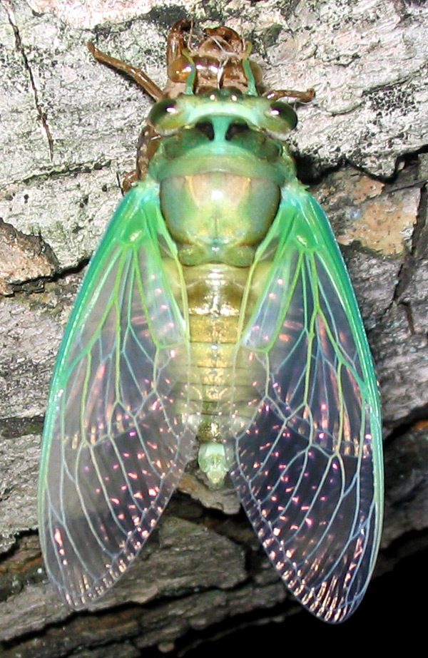 2005 August - Cicada Mania
