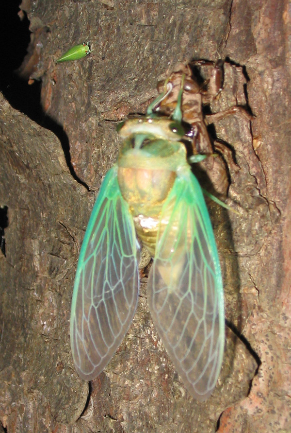 Cicada and a leaf hopper