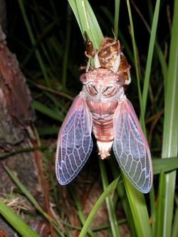 Gina's cicada