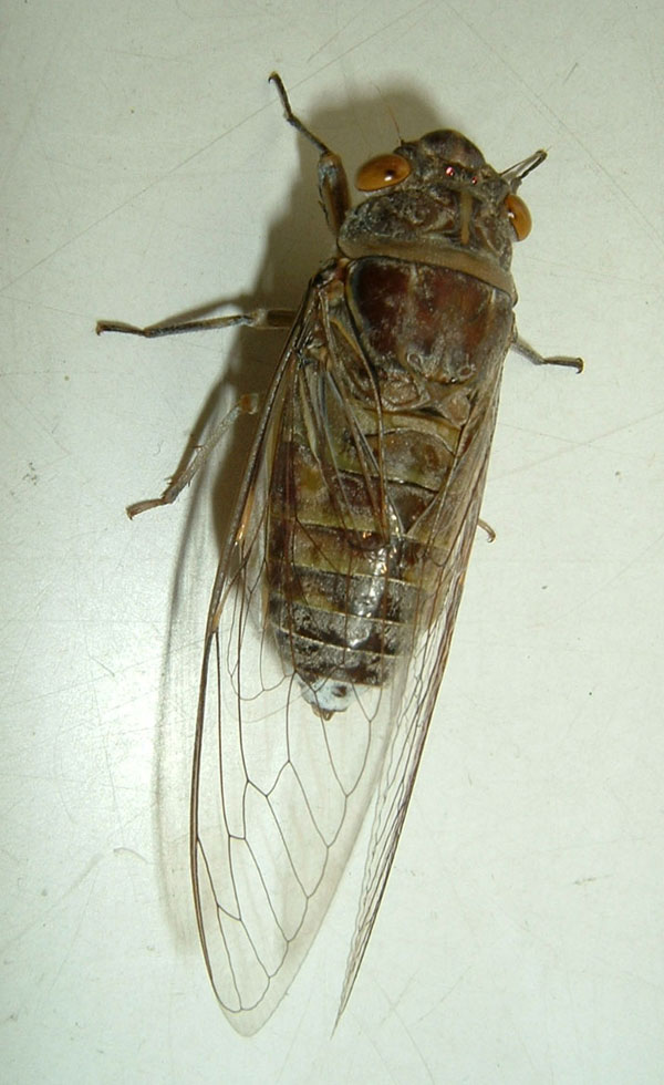 Thailand Cicada