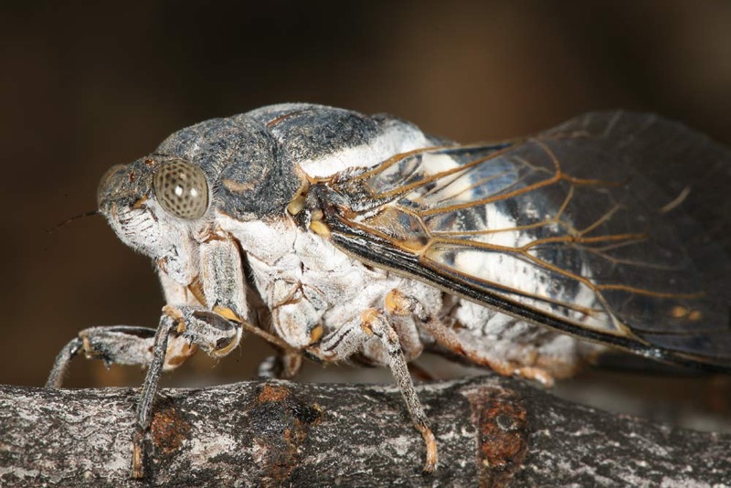 Cacama valvata cicada photo by Adam Fleishman