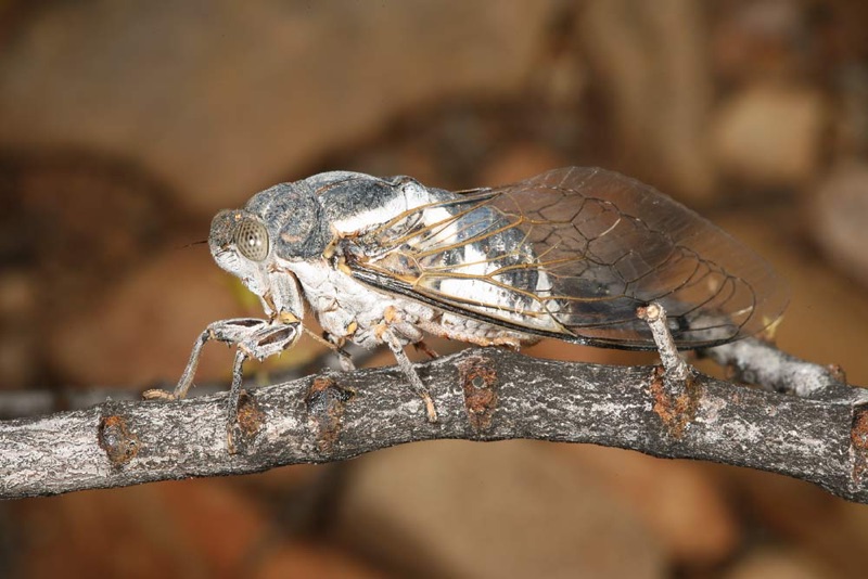 Cacama valvata cicada photo by Adam Fleishman