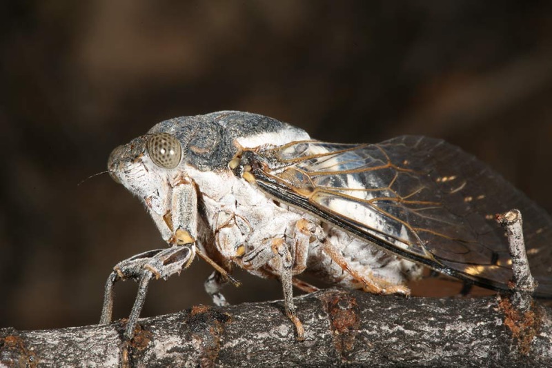 Cacama valvata cicada photo by Adam Fleishman