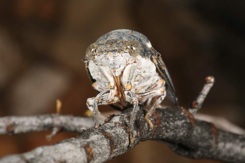 Cacama valvata cicada photo by Adam Fleishman