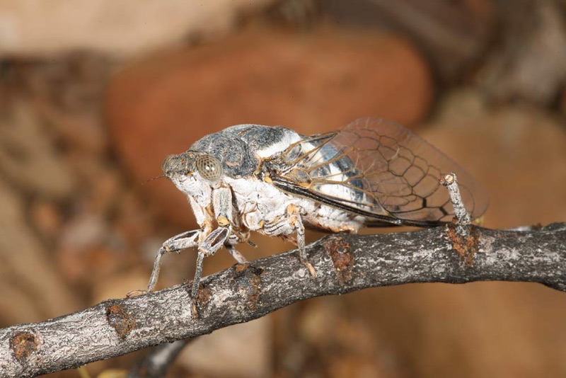 Cacama valvata cicada photo by Adam Fleishman