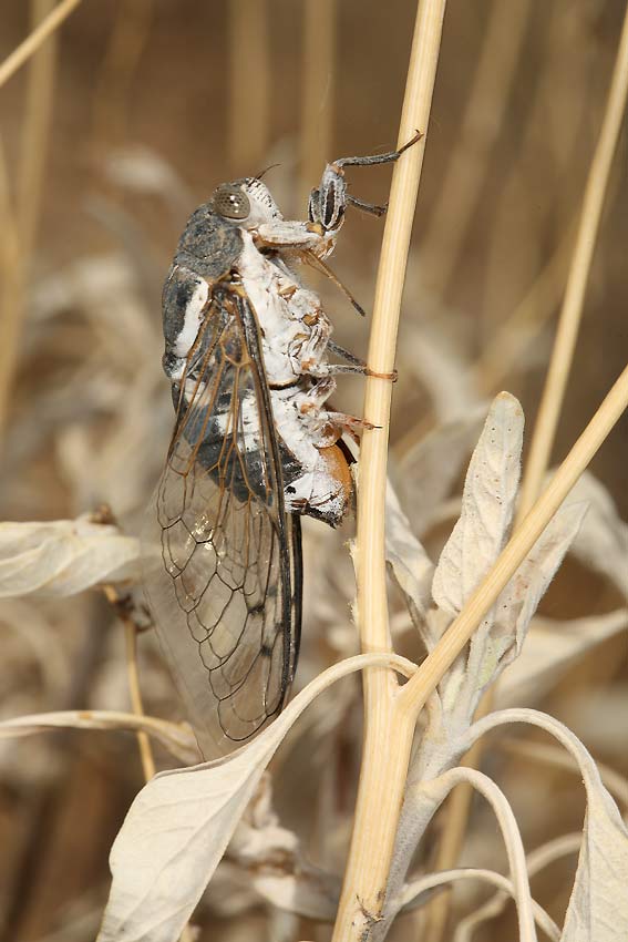 Cacama valvata cicada photo by Adam Fleishman 