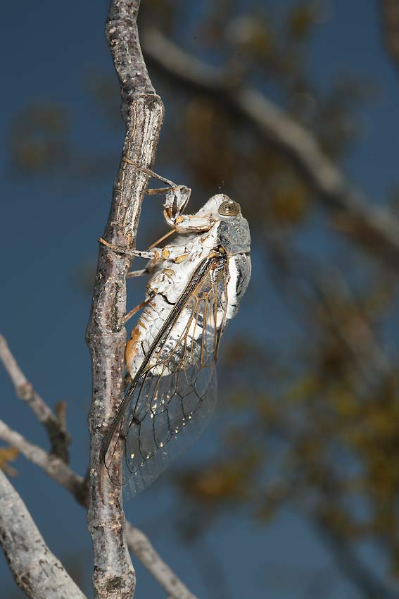 Cacama valvata cicada photo by Adam Fleishman 