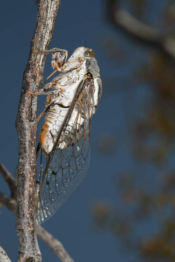 Cacama valvata cicada photo by Adam Fleishman 