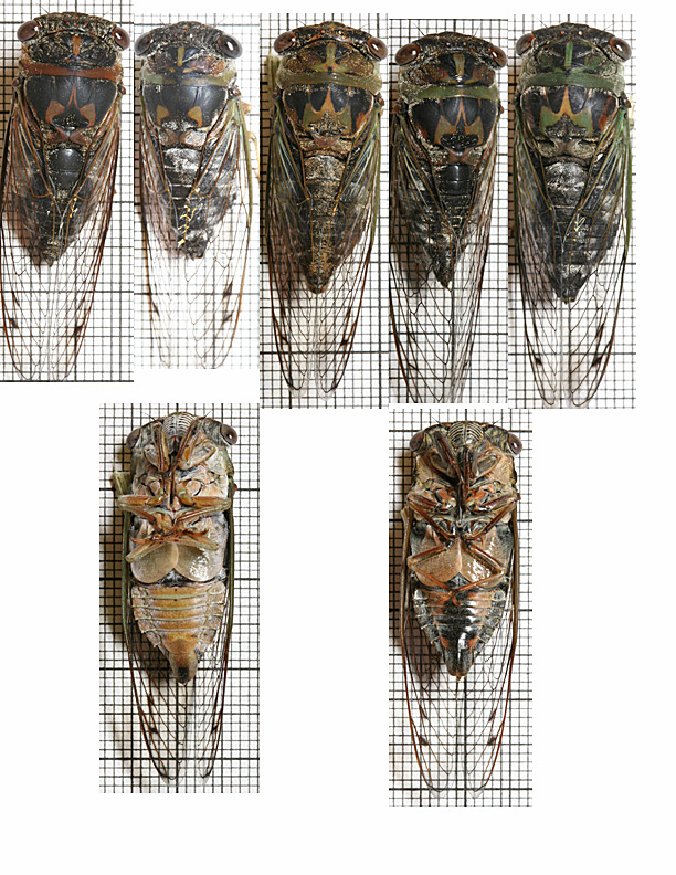 Variation in Tibicen davisi by Paul Krombholz