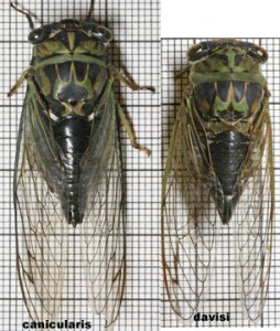 Neotibicen davisi & canicularis by Paul Krombholz