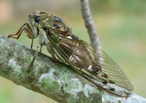 N. pruinosus