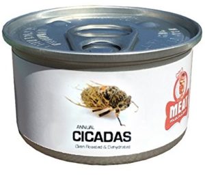 snappy cicada pizza snappy cicada pizza