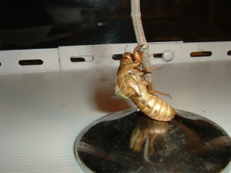 Santisuk Vibul' s Cicada Photos of Genus Dundubia from Bagkok, Thailand.