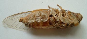 Santisuk Vibul' s Cicada Photos of Genus Dundubia from Bagkok, Thailand