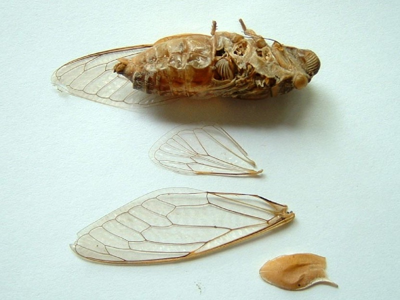 Santisuk Vibul' s Cicada Photos of Genus Dundubia from Bagkok, Thailand.