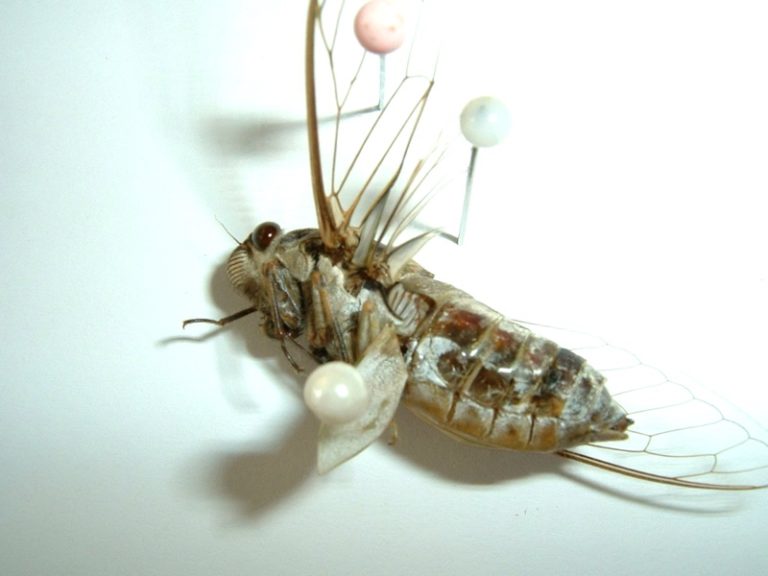 Cicada anatomy photo by Santisuk Vibul. Dundubia sp. Cicada Mania