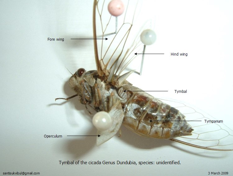 Dundubia