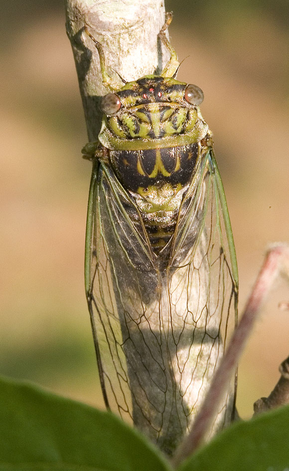 Diceroprocta vitripennis by Paul Krombholz