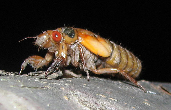 Magicicada nymph