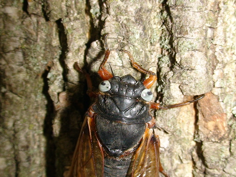 Paula King, Blue Eyed Cicada