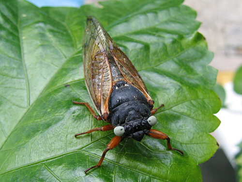blue eyed cicada
