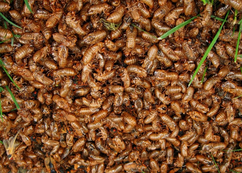 A Huge mass of cicada exuvia: