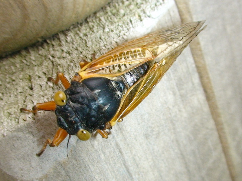 Paula King. Yellow eyed cicada.