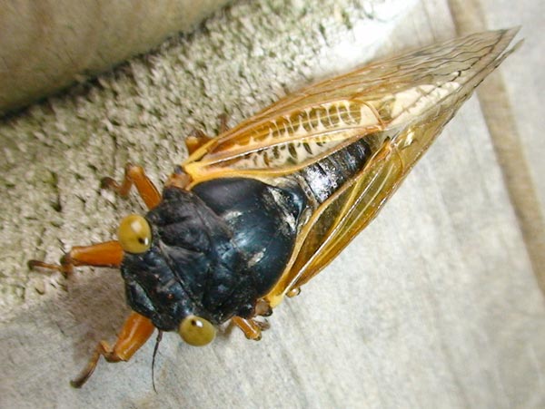 Blue Eyed Magicicada from Villa Park IL - Cicada Mania