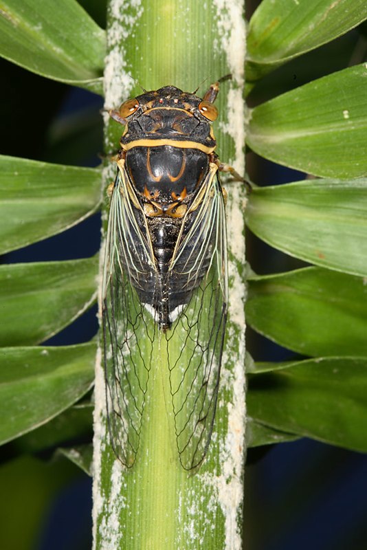 Adam Fleishman's Diceroprocta apache