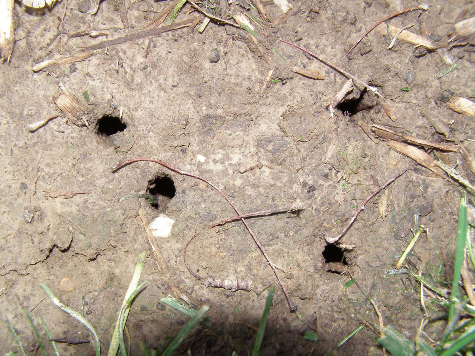 Video Cicada Mania