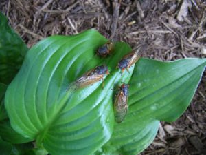 Adults on leaves