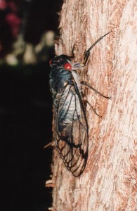 Redeye cicada (Aleeta curvicosta). Photo by David Emery.