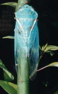 Cyclochila australasiae, Blue Moon, by David Emery