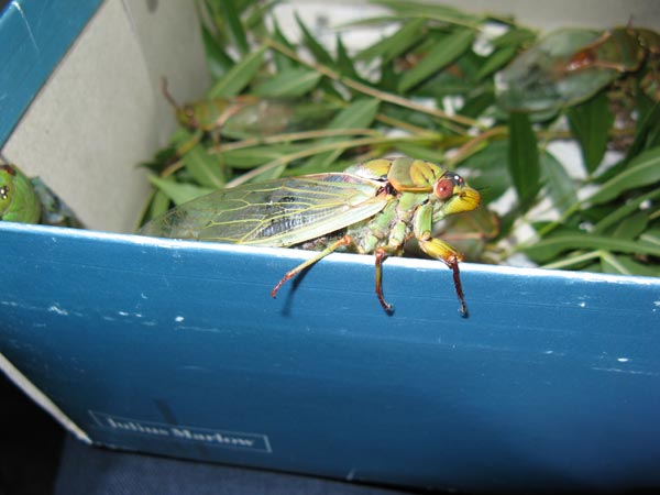 Green Grocer (Cyclochila australasiae)