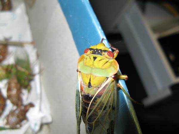 Green Grocer (Cyclochila australasiae)