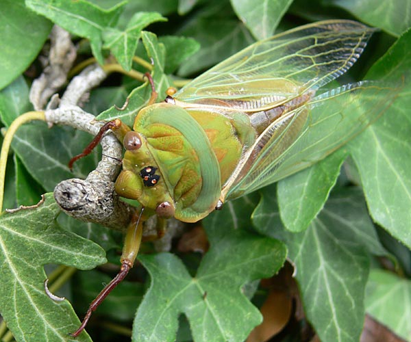 Green Grocer Cicada