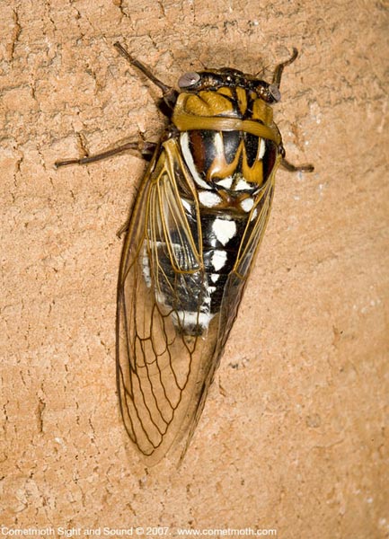 T. dorsatus (formerly T.dorsata)