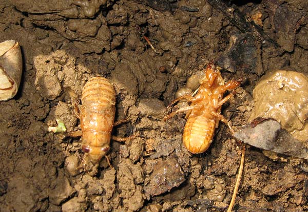 Magicicada nymphs