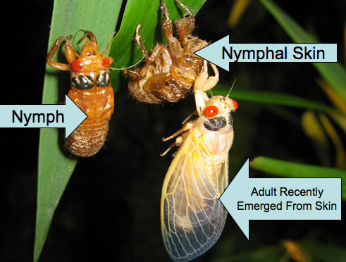 Nymph and Adult