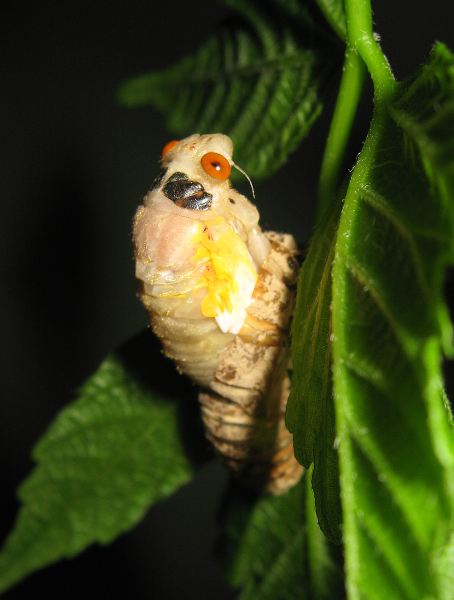 Home raised cicadas emerging