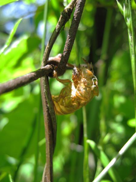 17 year Brood XIV cicadas exoskeleton